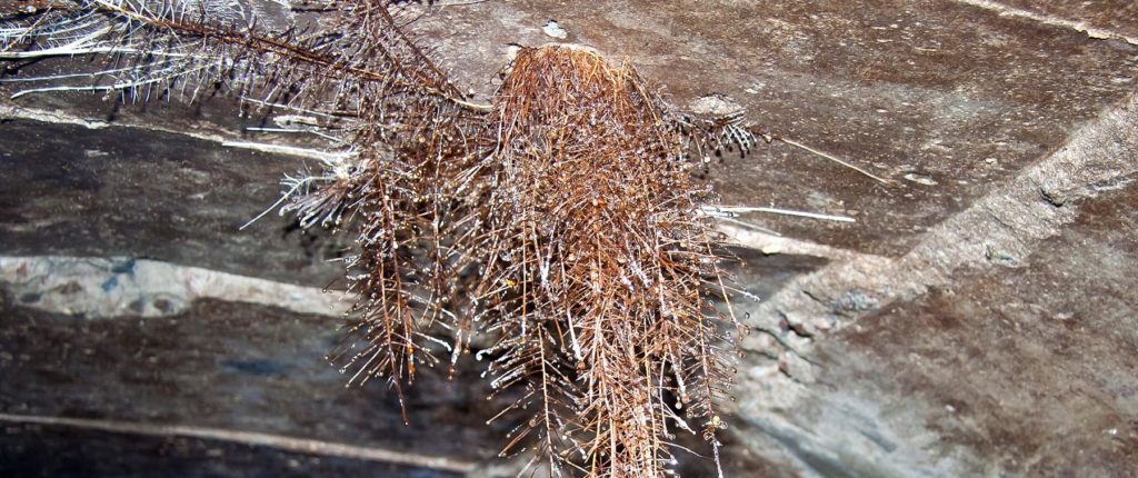 Roots In Sewer Line